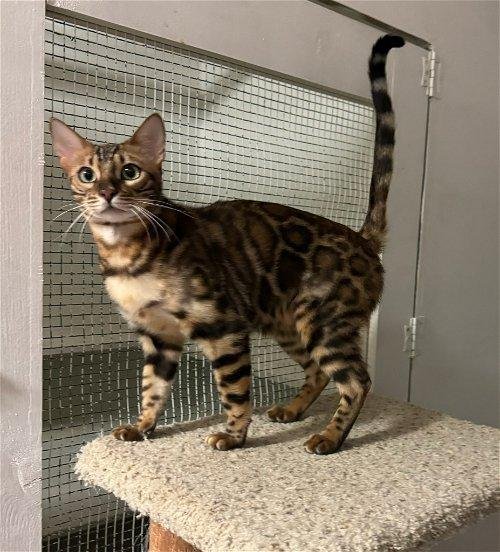 Cat adoption story from Marco D. in Milan, Italy