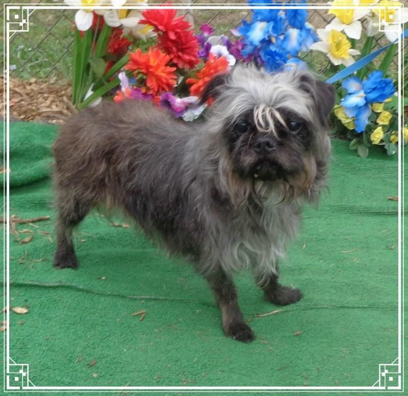 Dog adoption story from Youssef & Hana in Marrakech, Morocco