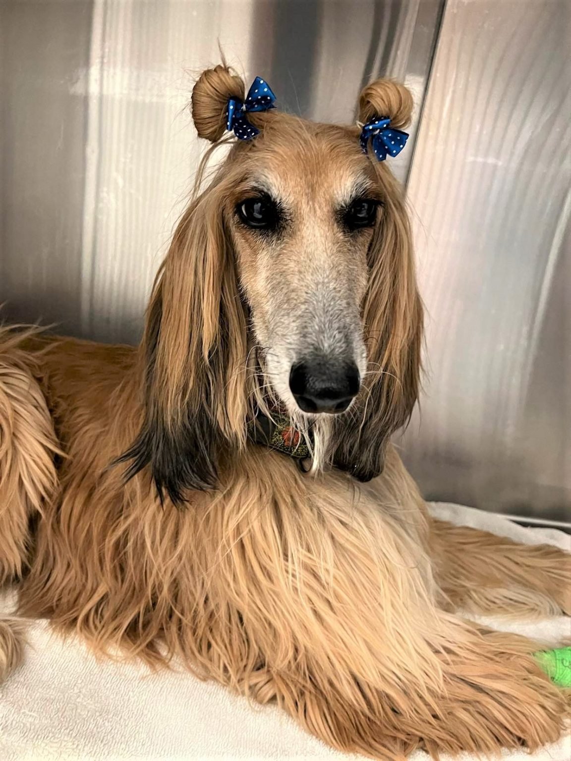 Dog adoption story from Karim M. in Tangier, Morocco