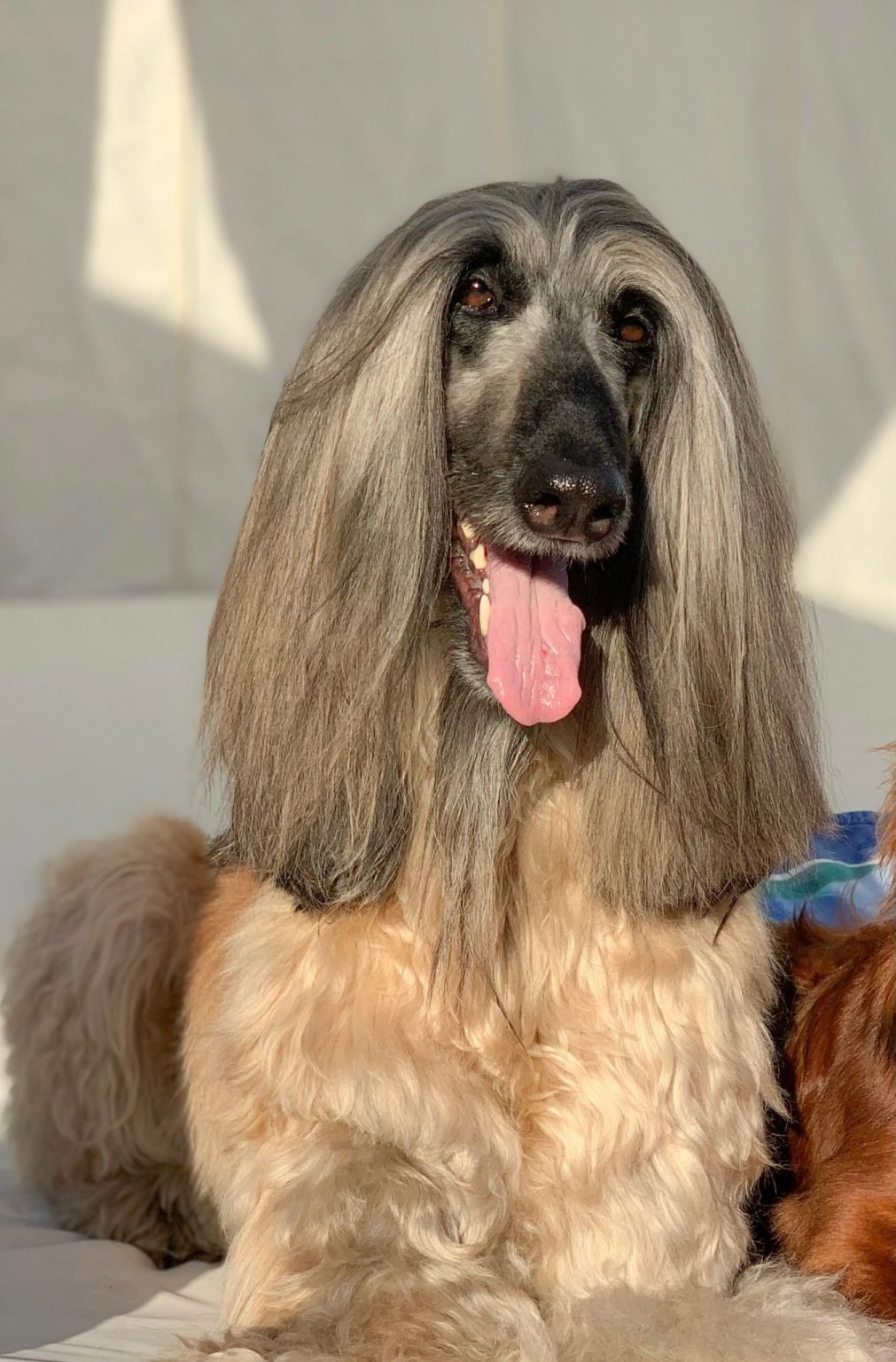 Dog adoption story from Amina Z. in Fes, Morocco