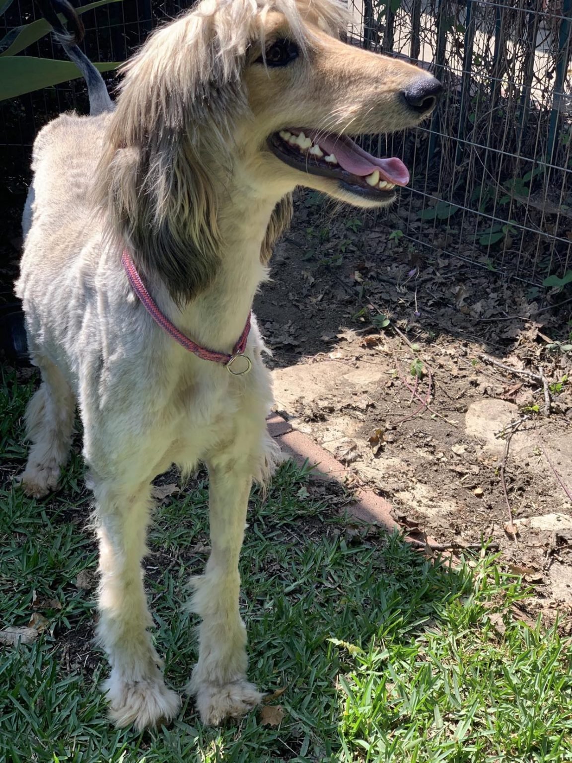 Dog adoption story from Rachid B. in Marrakech, Morocco