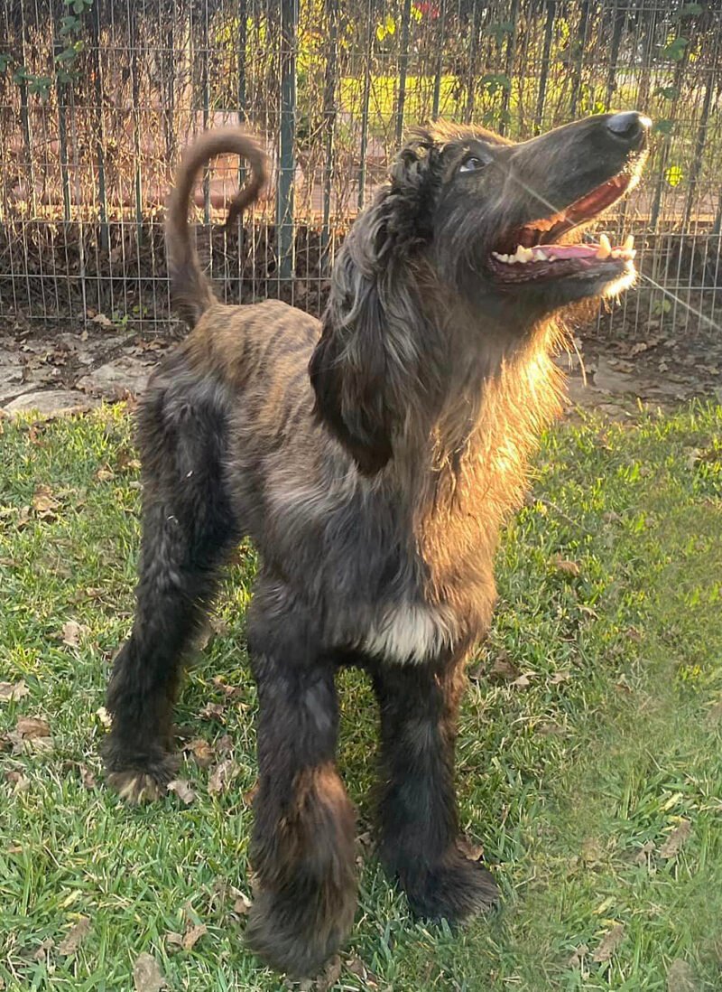 Dog adoption story from Claire D. in Paris, France