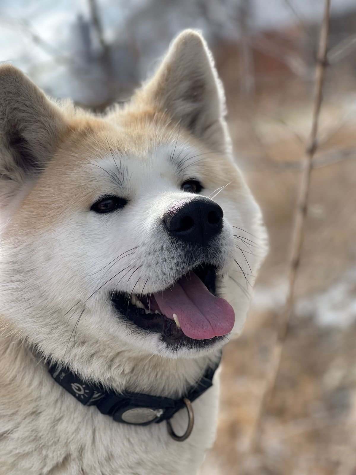 Dog adoption story from Jonas K. in Berlin, Germany