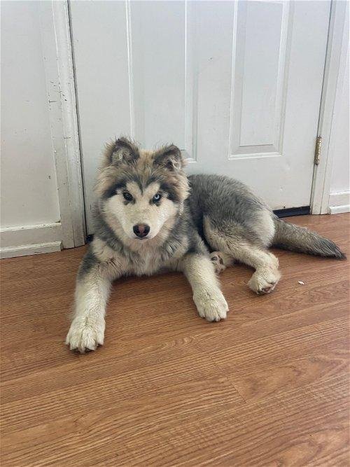 Dog adoption story from Daniel & Priya in Toronto, Canada