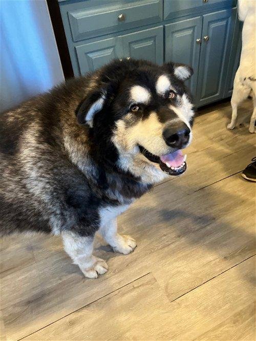 Dog adoption story from Lina & Marc in Montreal, Canada