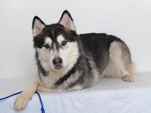 Dog adoption story from Kevin L. in Vancouver, Canada