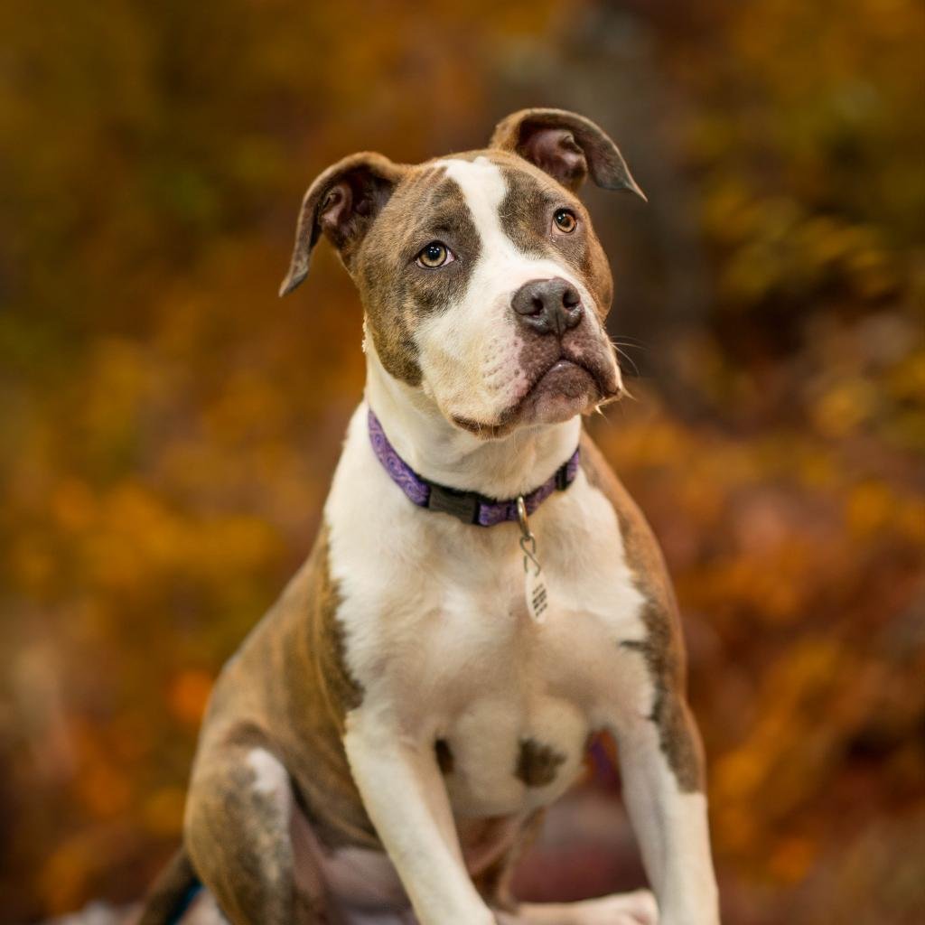 Dog adoption story from Megan F. in Austin, USA