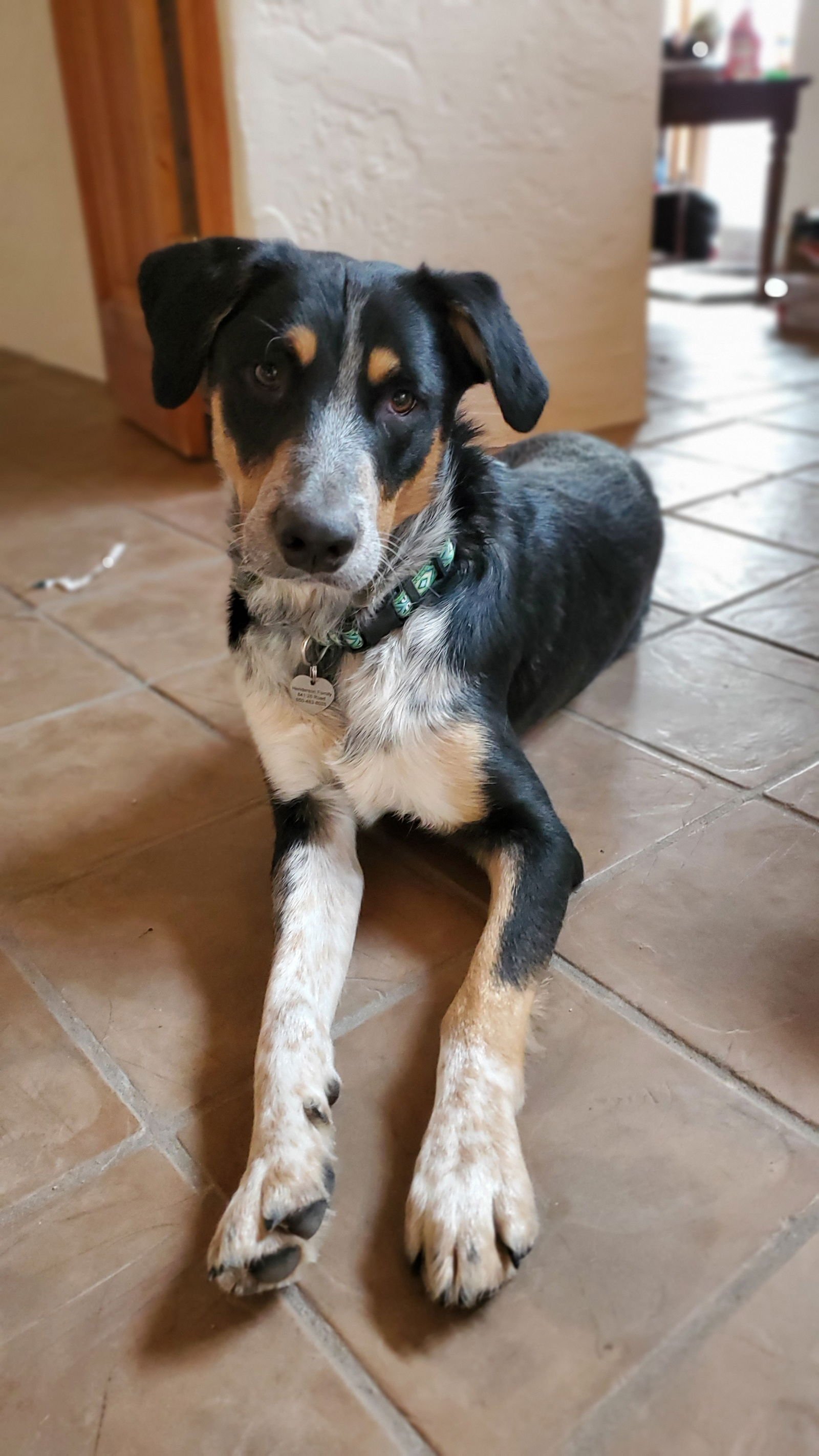 Dog adoption story from Samir N. in Tetouan, Morocco