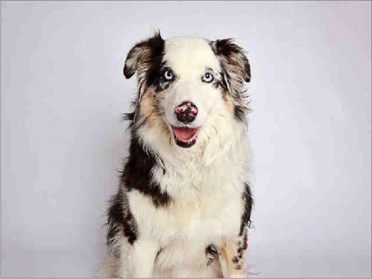 Dog adoption story from Paul G. in Dublin, Ireland