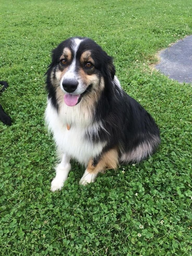 Dog adoption story from Victor C. in Porto, Portugal