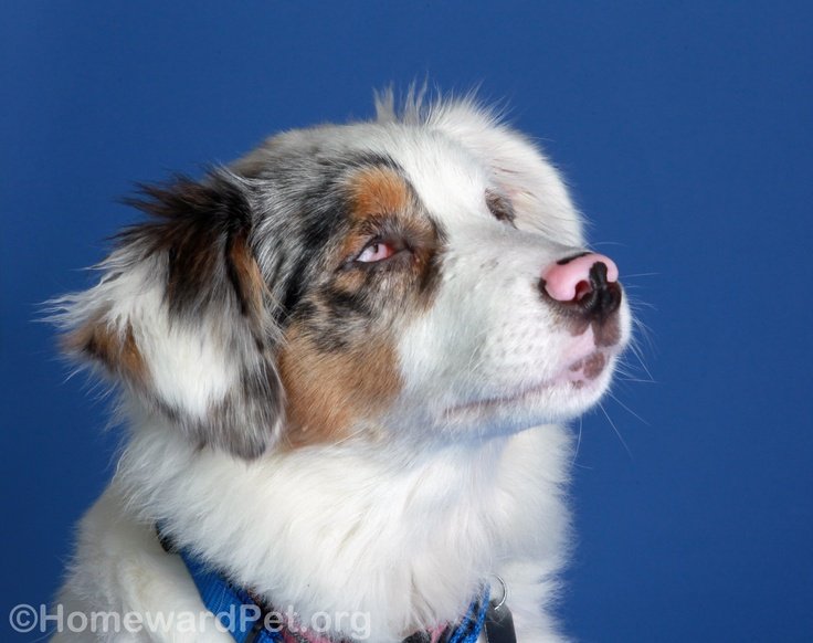 Dog adoption story from Isabel F. in Seville, Spain