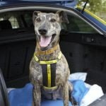 186041dog-travelling-in-car