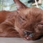 Cat Flu – Upper Respiratory Infection 5
