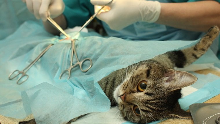 Chat en cours de neutralisation