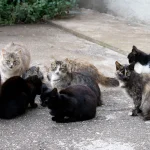 community cats 2