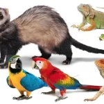 exotic pet hsm 3