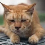 feline fiv hsm