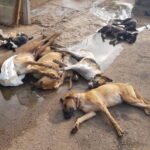 Abattage des chiens errants : Lettre ouverte aux autorités marocaines