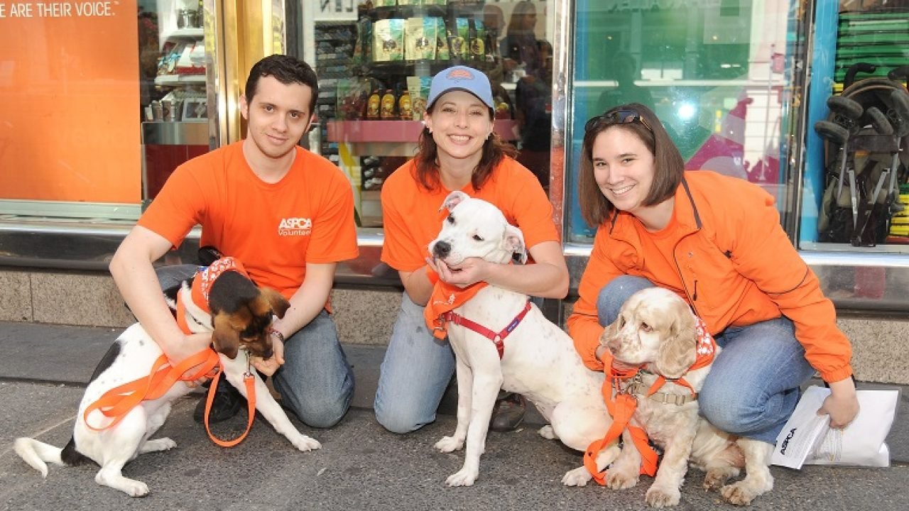 volunteers dogs