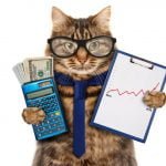 animals finance cat