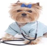 dog health and wellbeing bis (1)