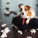 Dog with toy surrounded by the toy’s stuffing.