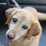 blind dog
