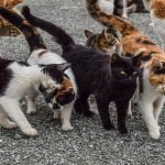 community cats hsm