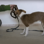 dog harness intro