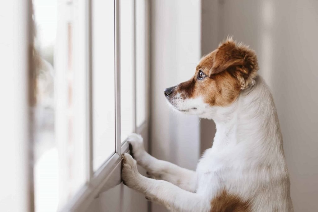 How to help your dog get used to spending time alone