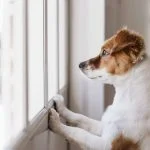dog home alone