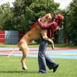 big dog jumping on woman lovingly