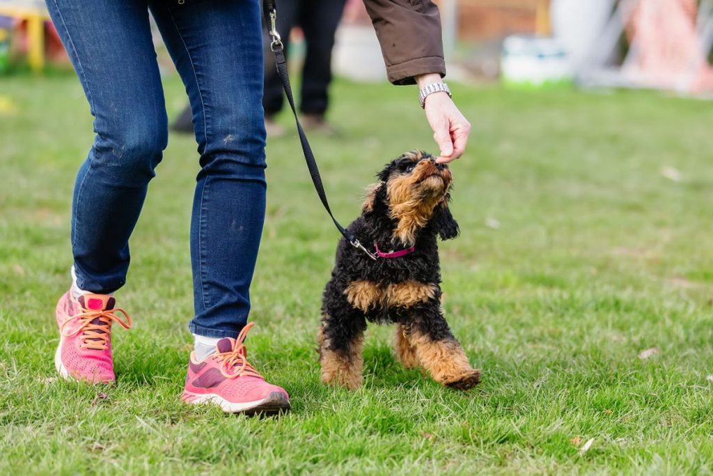 Walking nicely on the lead