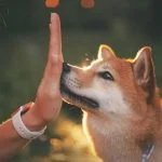 dog targetting 2