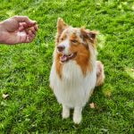 dog training treat ter