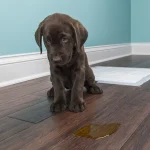 puppy pee home