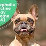 brachycephalic-obstructive-airway-syndrome