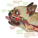 brachycephalic-obstructive-airway-syndrome image