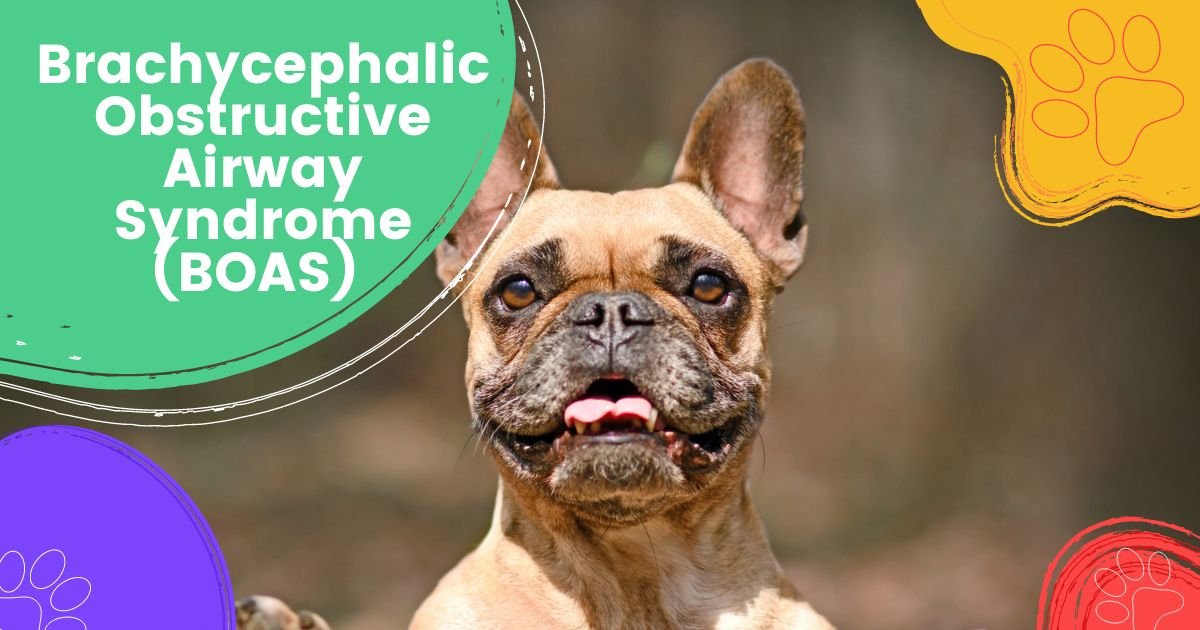 brachycephalic-obstructive-airway-syndrome