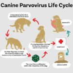 canine-parvovirus-life-cycle