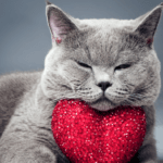 cat heart pic