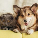 dog-and-cat-together