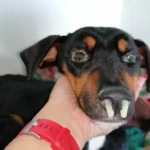 dog-canine-distemper-symptoms