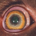 dog-conjunctiva-photo