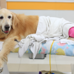 dog-cruciate-ligament-surgery-lab