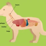 dog larynx illustration