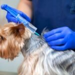 dogs-leishmaniasis-injection