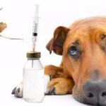 dogs-leishmaniasis-vaccine