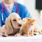 pets vaccination