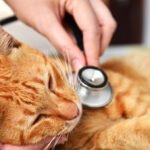 Veterinarian examining a kitten